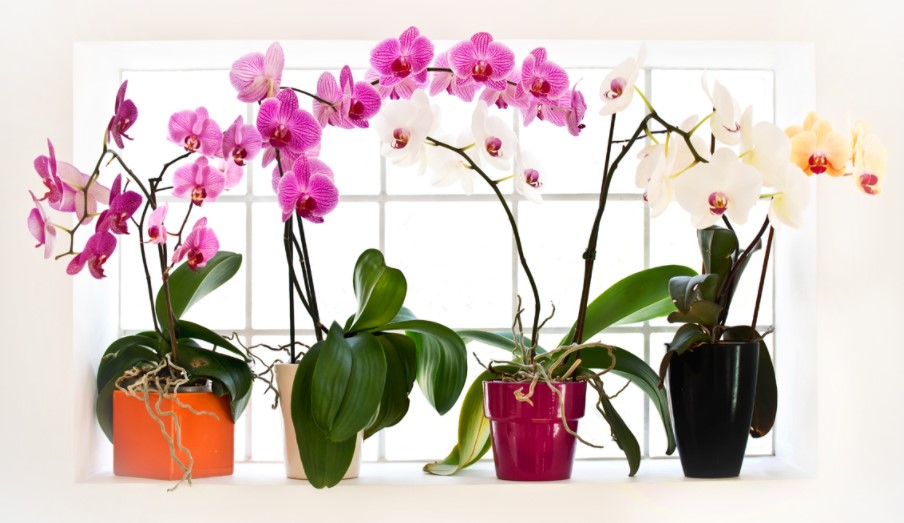 Правильный вазон для орхидей